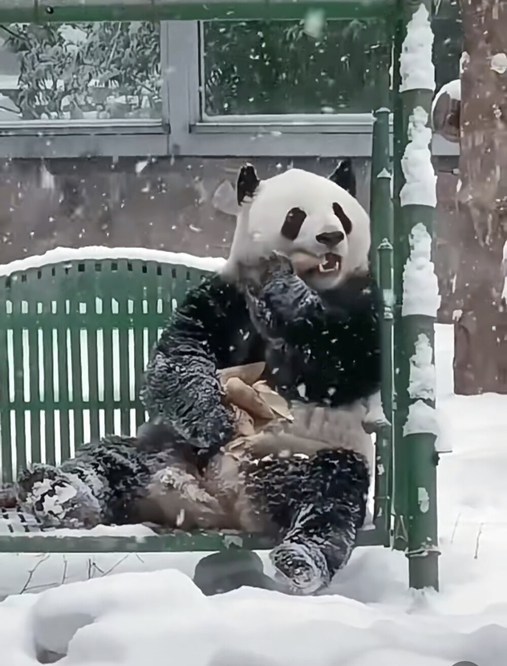 萌兰雪中豪横名场面[笑哭][笑哭][笑哭]