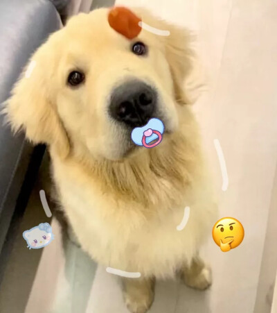 可爱小动物让你爱上她了