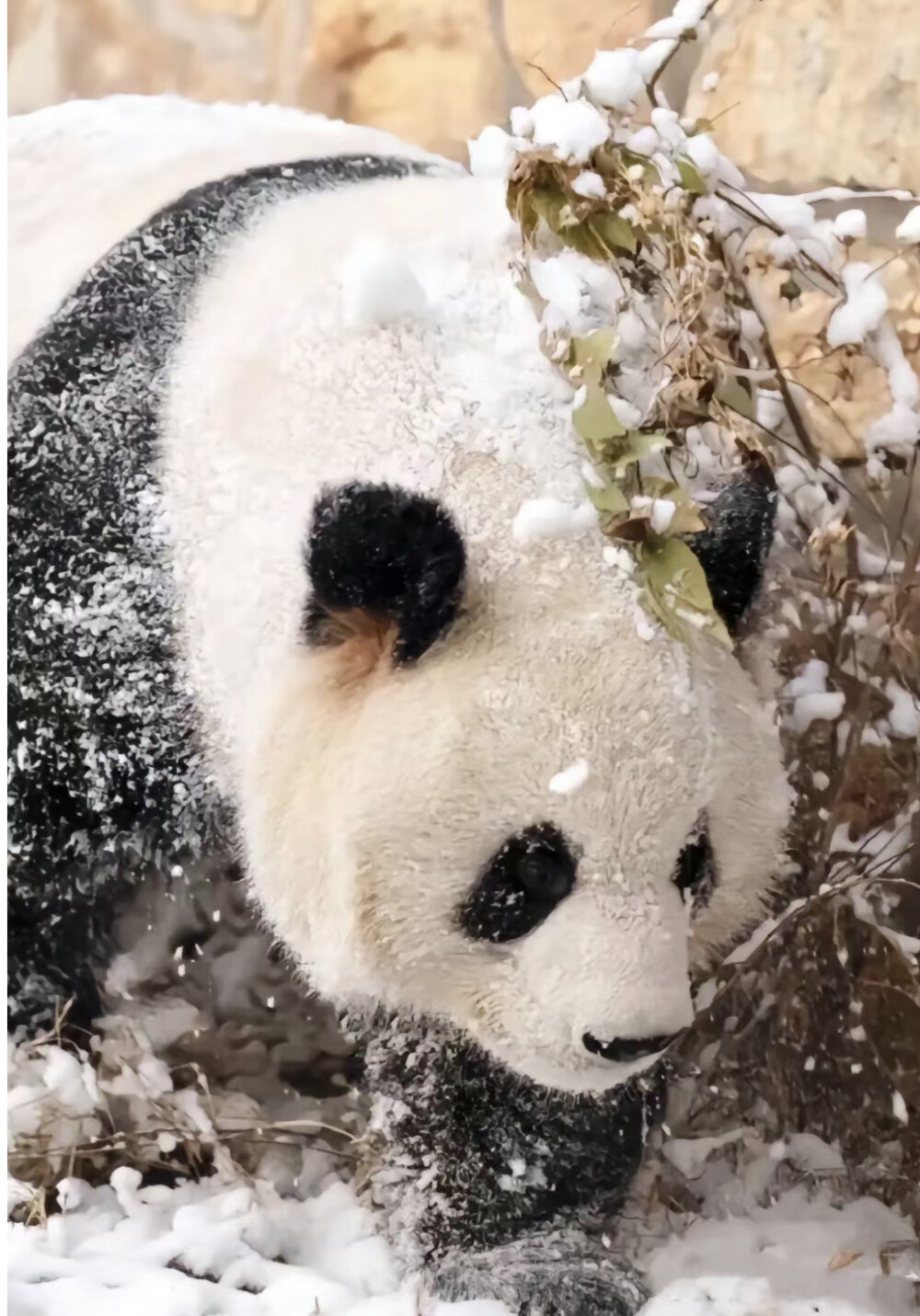 萌兰雪中豪横名场面[笑哭][笑哭][笑哭]