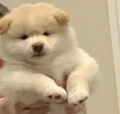 可爱小动物让你爱上她了