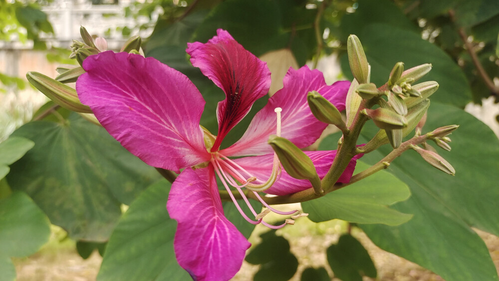 吉安冬韵：红花羊蹄甲绽放美丽花朵