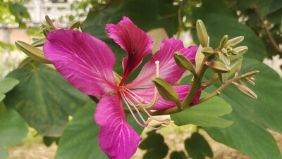 吉安冬韵：红花羊蹄甲绽放美丽花朵