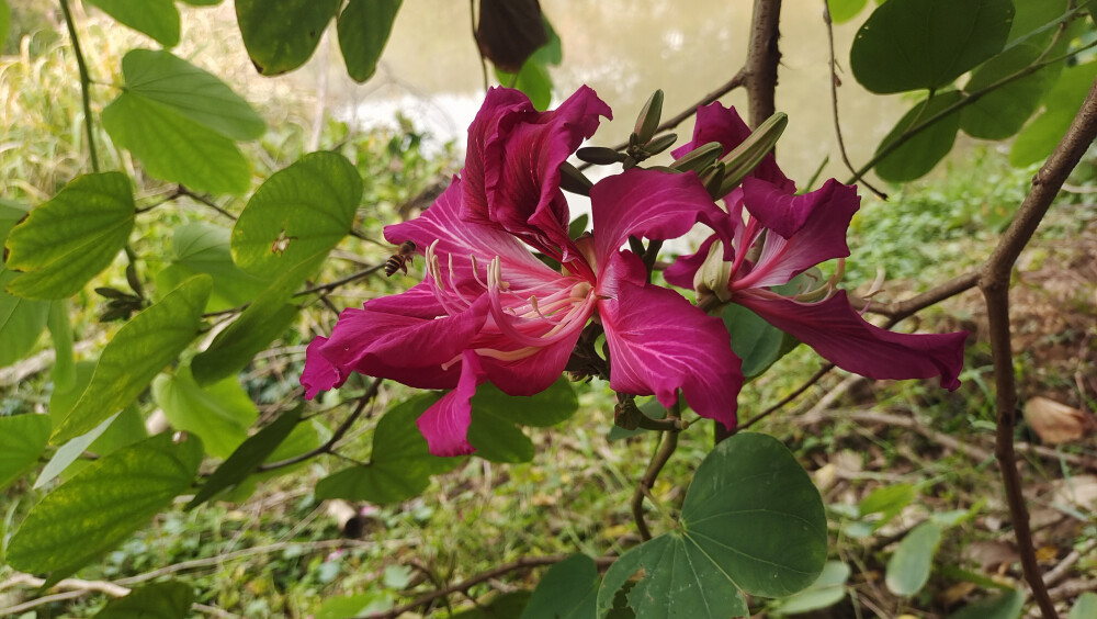 吉安冬韵：红花羊蹄甲绽放美丽花朵