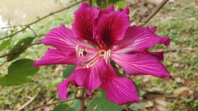 吉安冬韵：红花羊蹄甲绽放美丽花朵