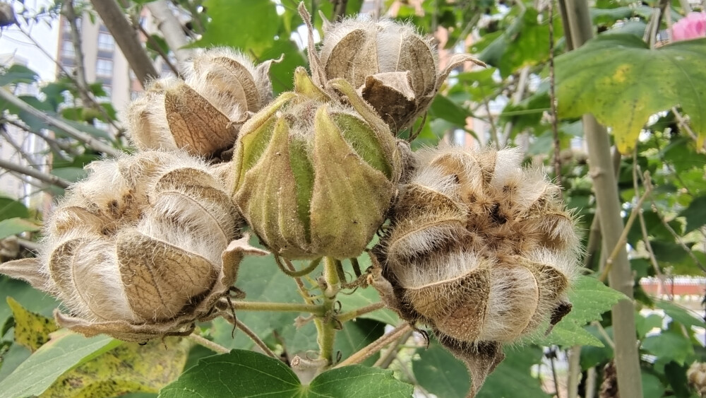 吉安冬韵：木芙蓉果实开裂成风景