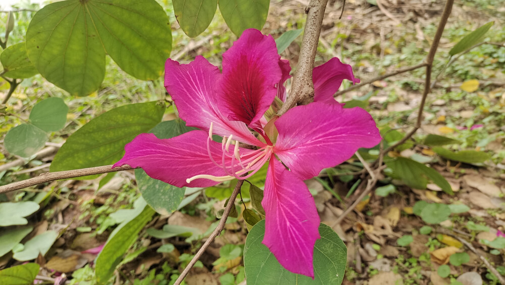 吉安冬韵：红花羊蹄甲绽放美丽花朵