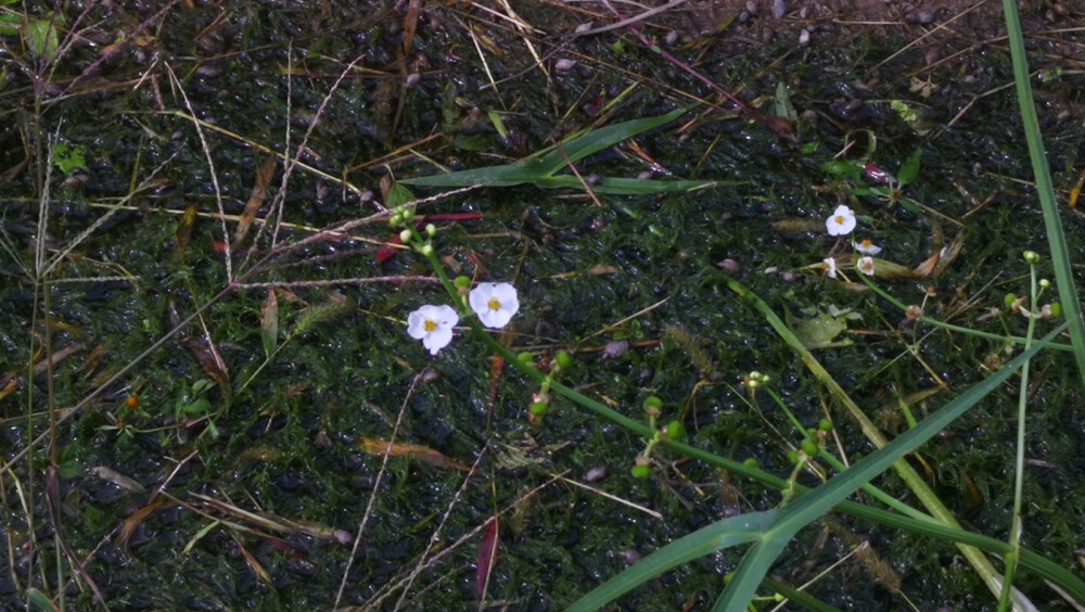 水中花