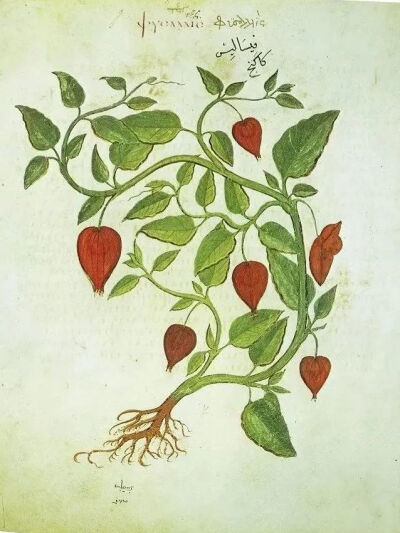 《论药物》
维也纳抄本中绘制的酸浆（Physalis alkekengi L.）
