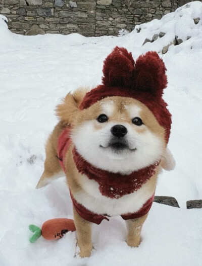 雪地狗狗