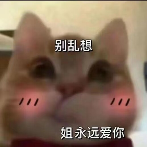 小猫表情包