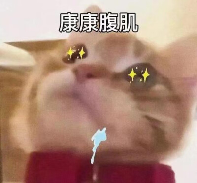 小猫表情包