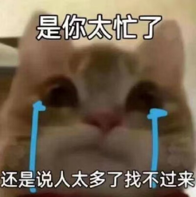 小猫表情包