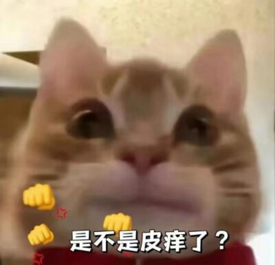 小猫表情包