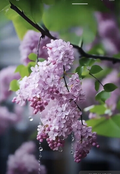 花草