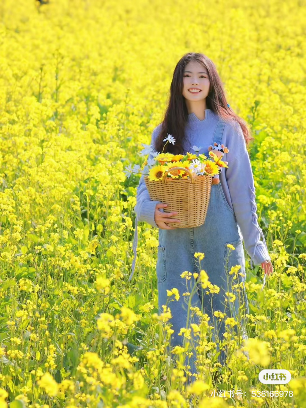 油菜花田