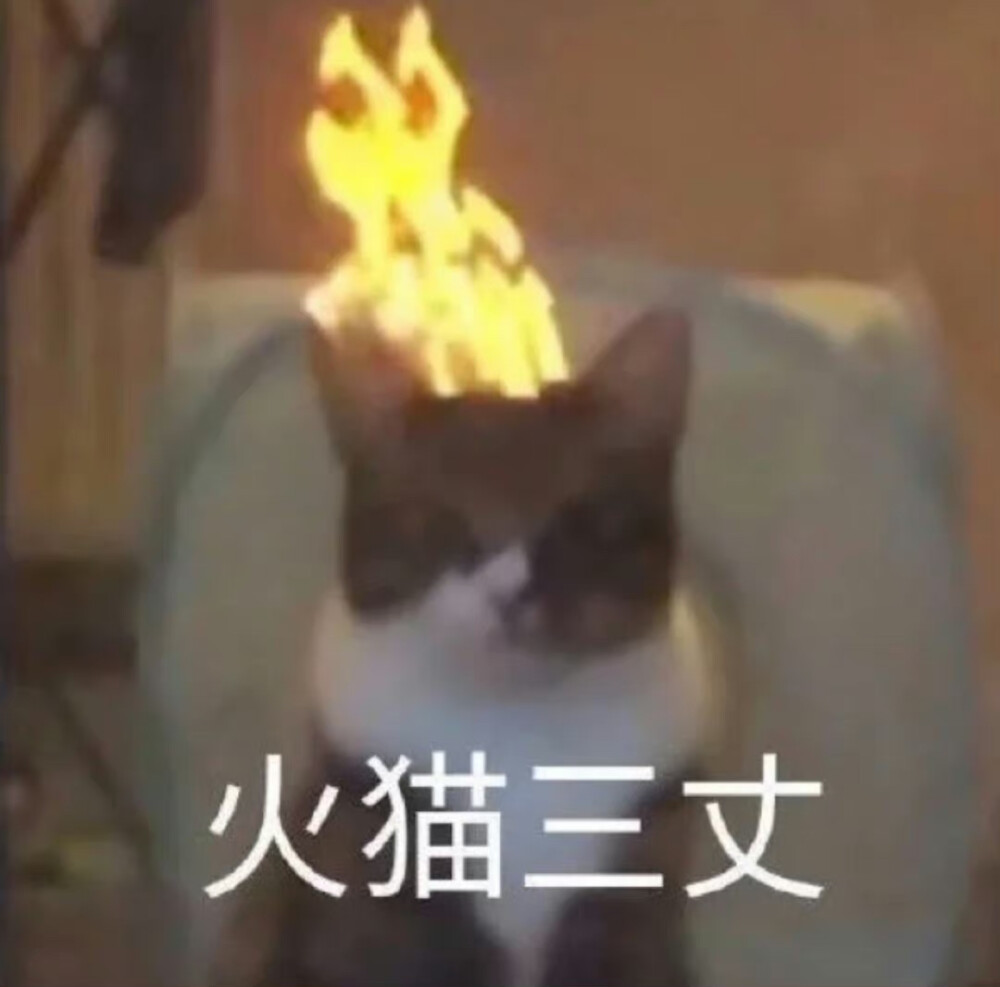 猫咪表情包