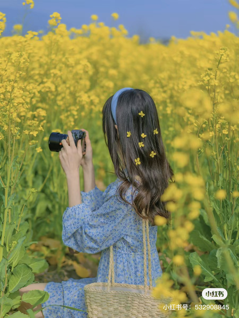 油菜花田