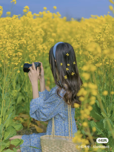 油菜花田