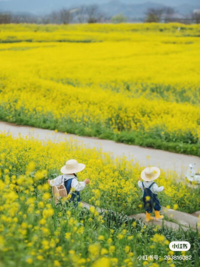 油菜花田