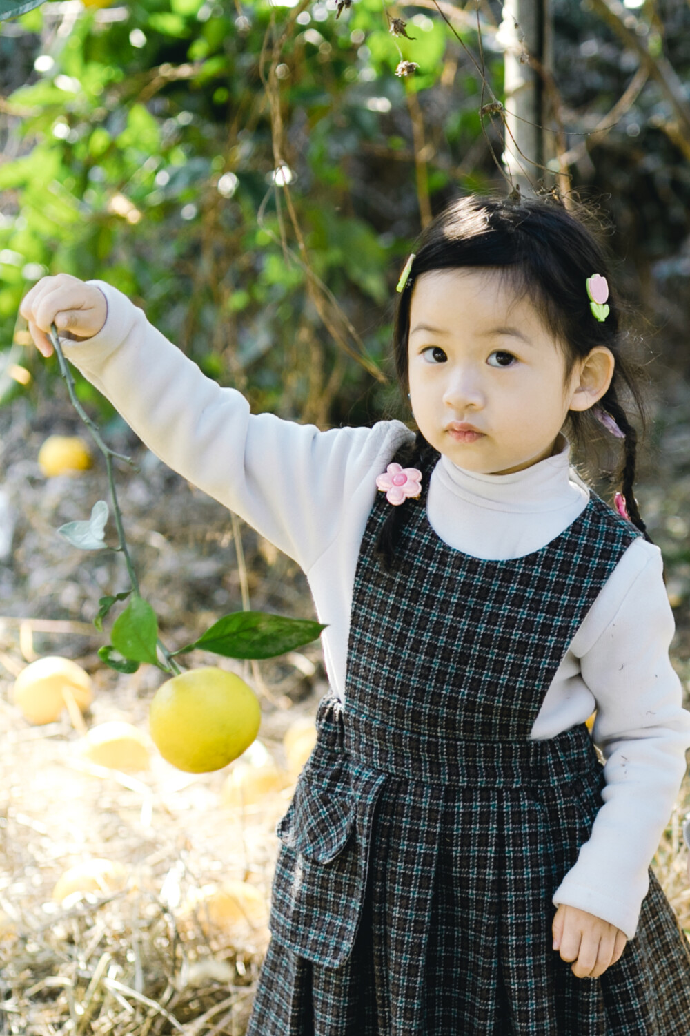 家里的胡柚
摄影：洪小漩
年休假的前几天，回了一趟浦江。
因为弟媳尚在产假期间，父母也得以尽在老家一段时间。菲比也与鲜少有机会见的弟弟沐沐有机会近距离相处。
在家里的日子里，老屋那边的邻居姨打电话来和妈妈叙话，妈妈说：我忙着抱孙子，没时间去摘，你们快去摘光，别浪费了。
妈妈说的是胡柚。几株胡柚树，听说果子挂满枝头。
姨得知我回来，说让童琦先摘嘛，我们有功夫的。
于是，我和弟媳带着两个孩子踱步去了地里，我预想着随意摘几个，顺便拍几张照。毕竟，也不是冲着吃去的。
没想，一到目的地，沐沐就干了件大事，我们一行只能打道回府，给他换尿布洗漱。
折腾一圈后，我带着菲比两人独自前往，计划完