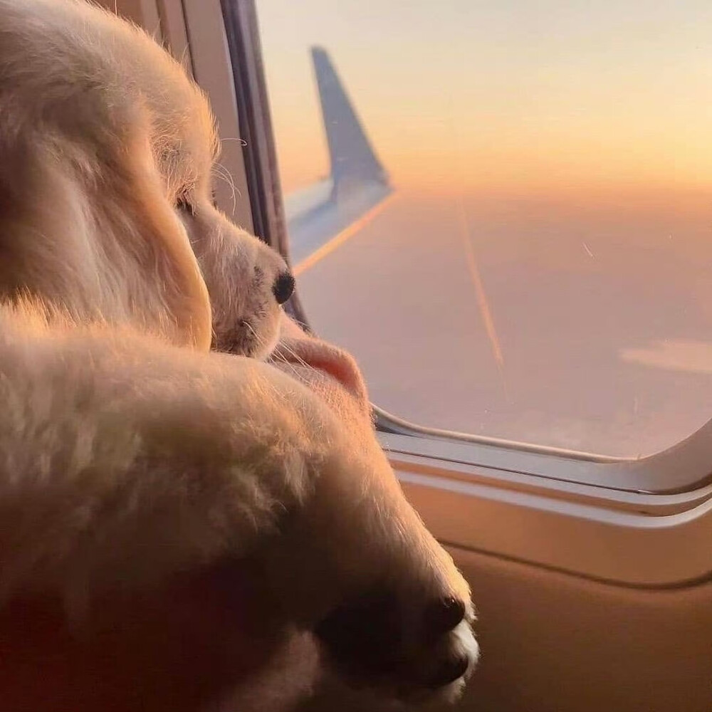 飞机上的狗子