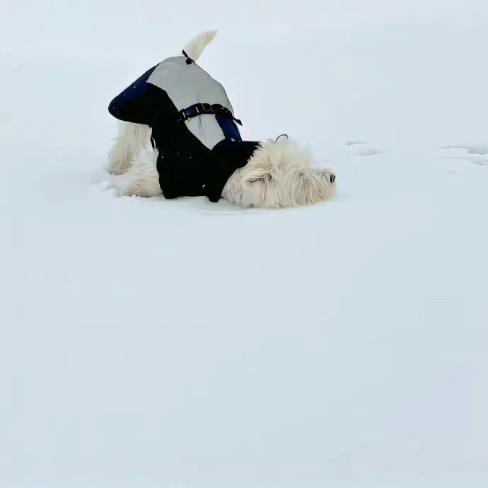 小狗与雪