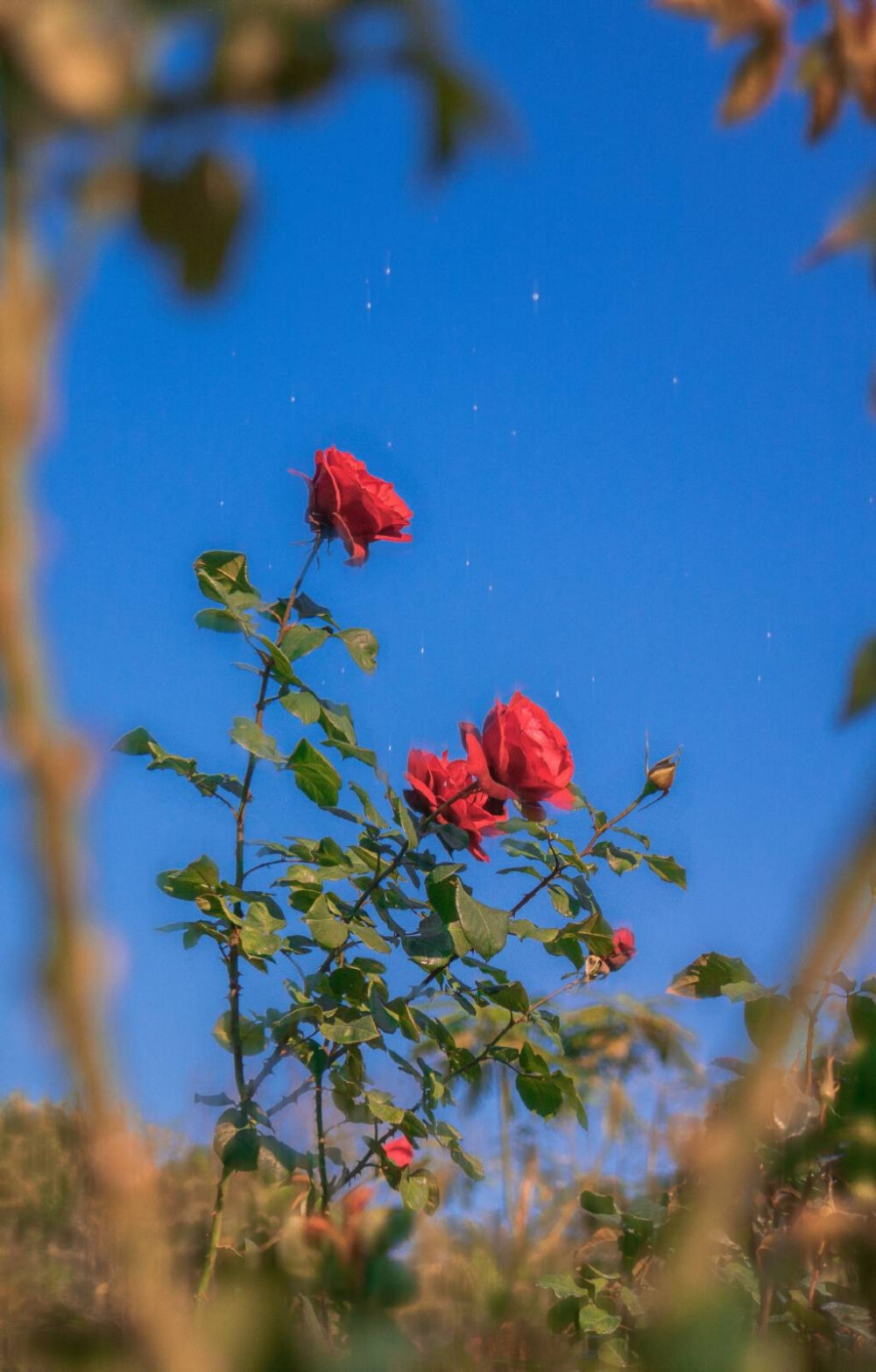 鲜花壁纸