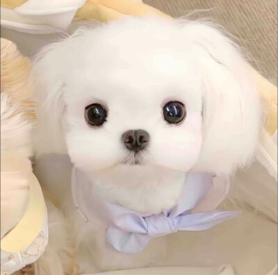 小猫小狗