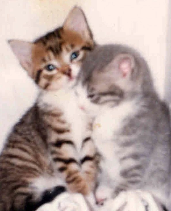 •许允真 可二改 套图
【需注明＋注在描述】