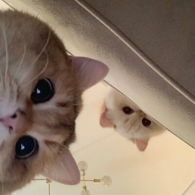 小猫小狗
