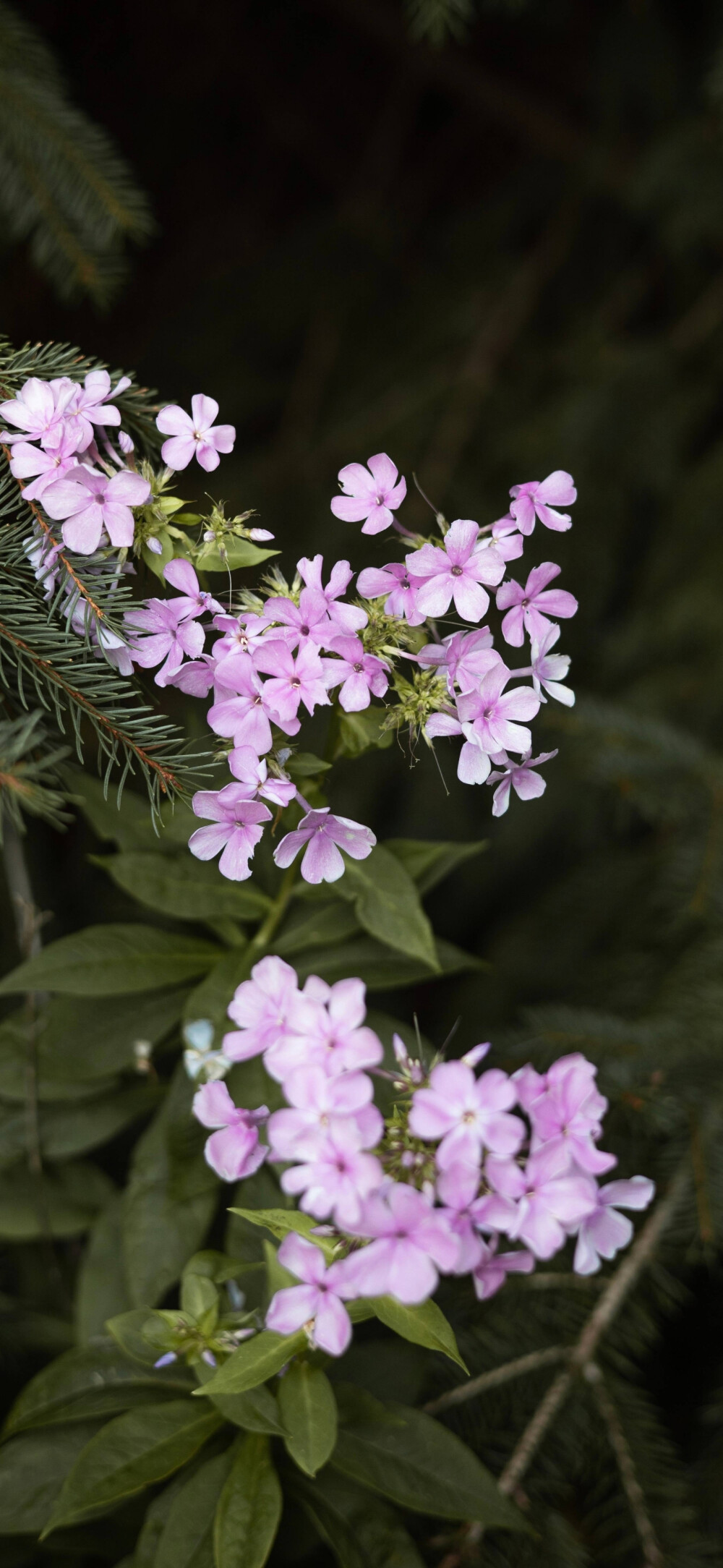 鲜花壁纸