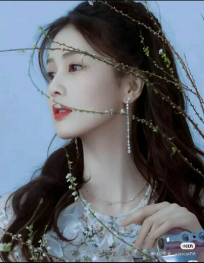 爱豆——白鹿照片