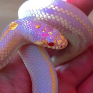 好美的蛇蛇