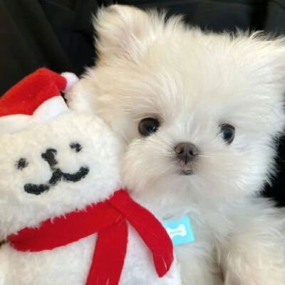 圣诞专属双人头像（2）