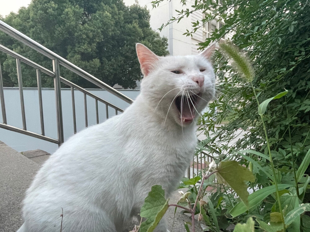 南师大的猫猫