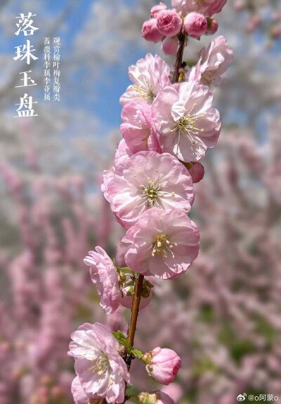 榆叶梅，李属里的一个多倍体奇葩，它分布并不广，野生分布只在华北太行山以及附近山系。因为先天多倍体，所以它基本不与李属其他种发生杂交。复瓣至重瓣的榆叶梅变异幅度极大，花可以从一厘米不到，到6-7cm直径的巨…