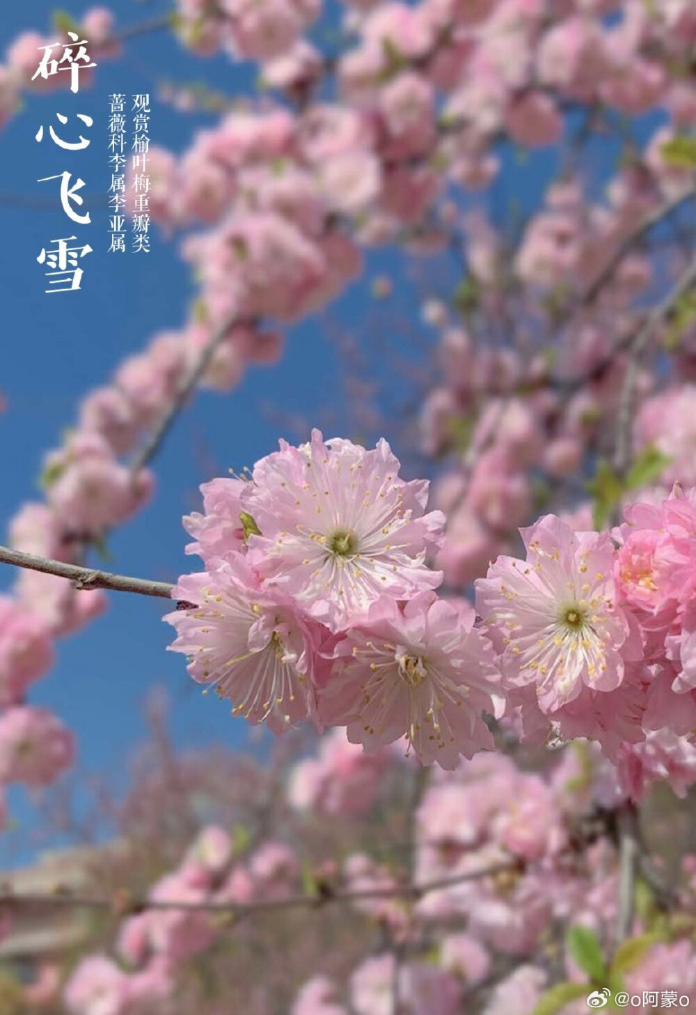 榆叶梅，李属里的一个多倍体奇葩，它分布并不广，野生分布只在华北太行山以及附近山系。因为先天多倍体，所以它基本不与李属其他种发生杂交。复瓣至重瓣的榆叶梅变异幅度极大，花可以从一厘米不到，到6-7cm直径的巨大花朵，花色虽基本保持为粉色，但花色的变化也无所不奇，纯色之复合色，而这些变化，仅仅是自然变异，人工干预很少 wb o阿蒙o