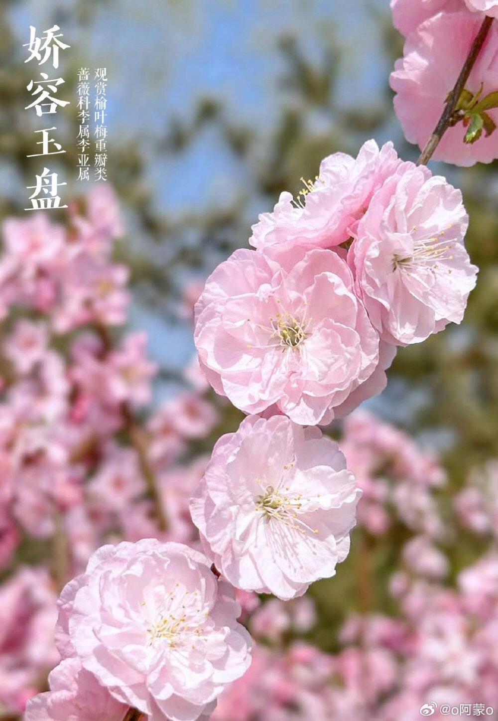 榆叶梅，李属里的一个多倍体奇葩，它分布并不广，野生分布只在华北太行山以及附近山系。因为先天多倍体，所以它基本不与李属其他种发生杂交。复瓣至重瓣的榆叶梅变异幅度极大，花可以从一厘米不到，到6-7cm直径的巨大花朵，花色虽基本保持为粉色，但花色的变化也无所不奇，纯色之复合色，而这些变化，仅仅是自然变异，人工干预很少 wb o阿蒙o