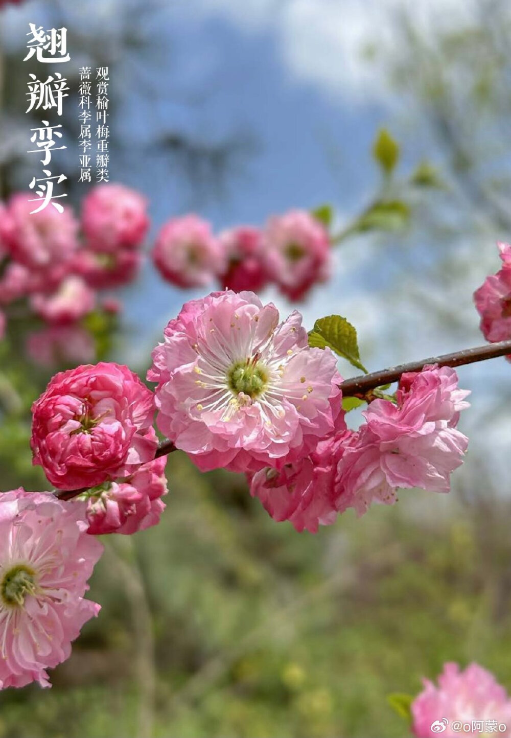 榆叶梅，李属里的一个多倍体奇葩，它分布并不广，野生分布只在华北太行山以及附近山系。因为先天多倍体，所以它基本不与李属其他种发生杂交。复瓣至重瓣的榆叶梅变异幅度极大，花可以从一厘米不到，到6-7cm直径的巨大花朵，花色虽基本保持为粉色，但花色的变化也无所不奇，纯色之复合色，而这些变化，仅仅是自然变异，人工干预很少 wb o阿蒙o