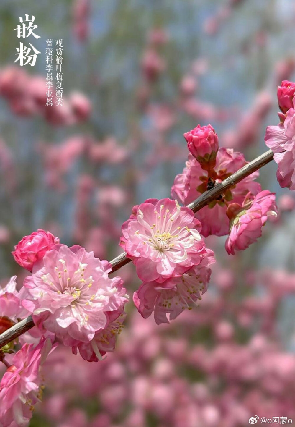 榆叶梅，李属里的一个多倍体奇葩，它分布并不广，野生分布只在华北太行山以及附近山系。因为先天多倍体，所以它基本不与李属其他种发生杂交。复瓣至重瓣的榆叶梅变异幅度极大，花可以从一厘米不到，到6-7cm直径的巨大花朵，花色虽基本保持为粉色，但花色的变化也无所不奇，纯色之复合色，而这些变化，仅仅是自然变异，人工干预很少 wb o阿蒙o