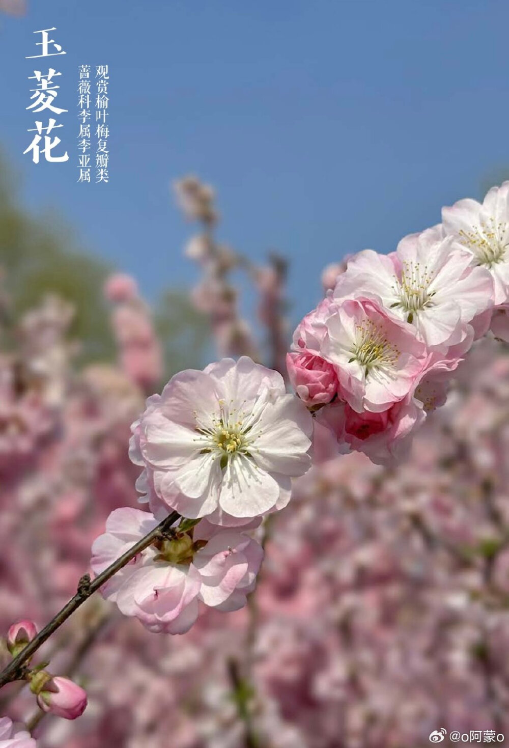 榆叶梅，李属里的一个多倍体奇葩，它分布并不广，野生分布只在华北太行山以及附近山系。因为先天多倍体，所以它基本不与李属其他种发生杂交。复瓣至重瓣的榆叶梅变异幅度极大，花可以从一厘米不到，到6-7cm直径的巨大花朵，花色虽基本保持为粉色，但花色的变化也无所不奇，纯色之复合色，而这些变化，仅仅是自然变异，人工干预很少 wb o阿蒙o