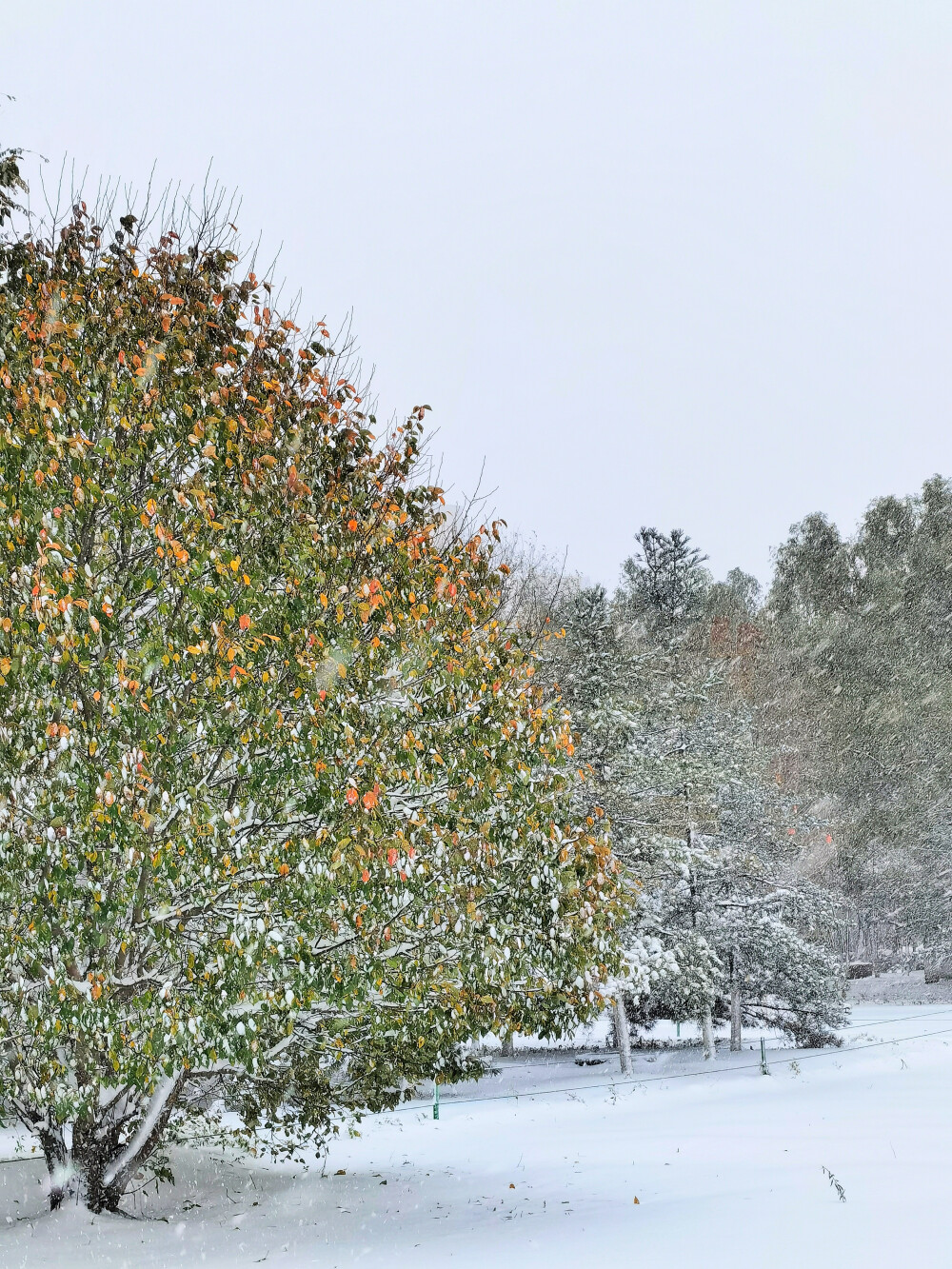 第一场雪