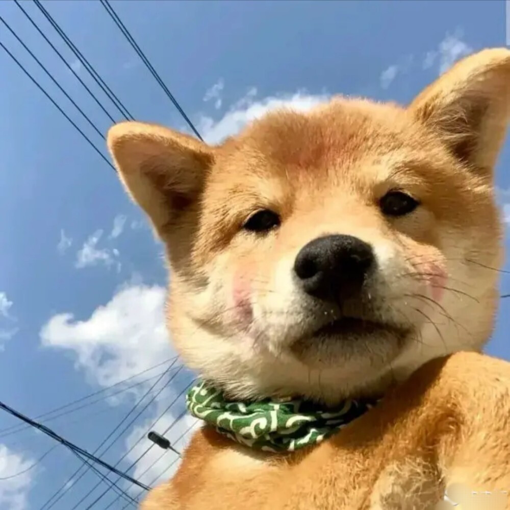 动物头像狗狗头像