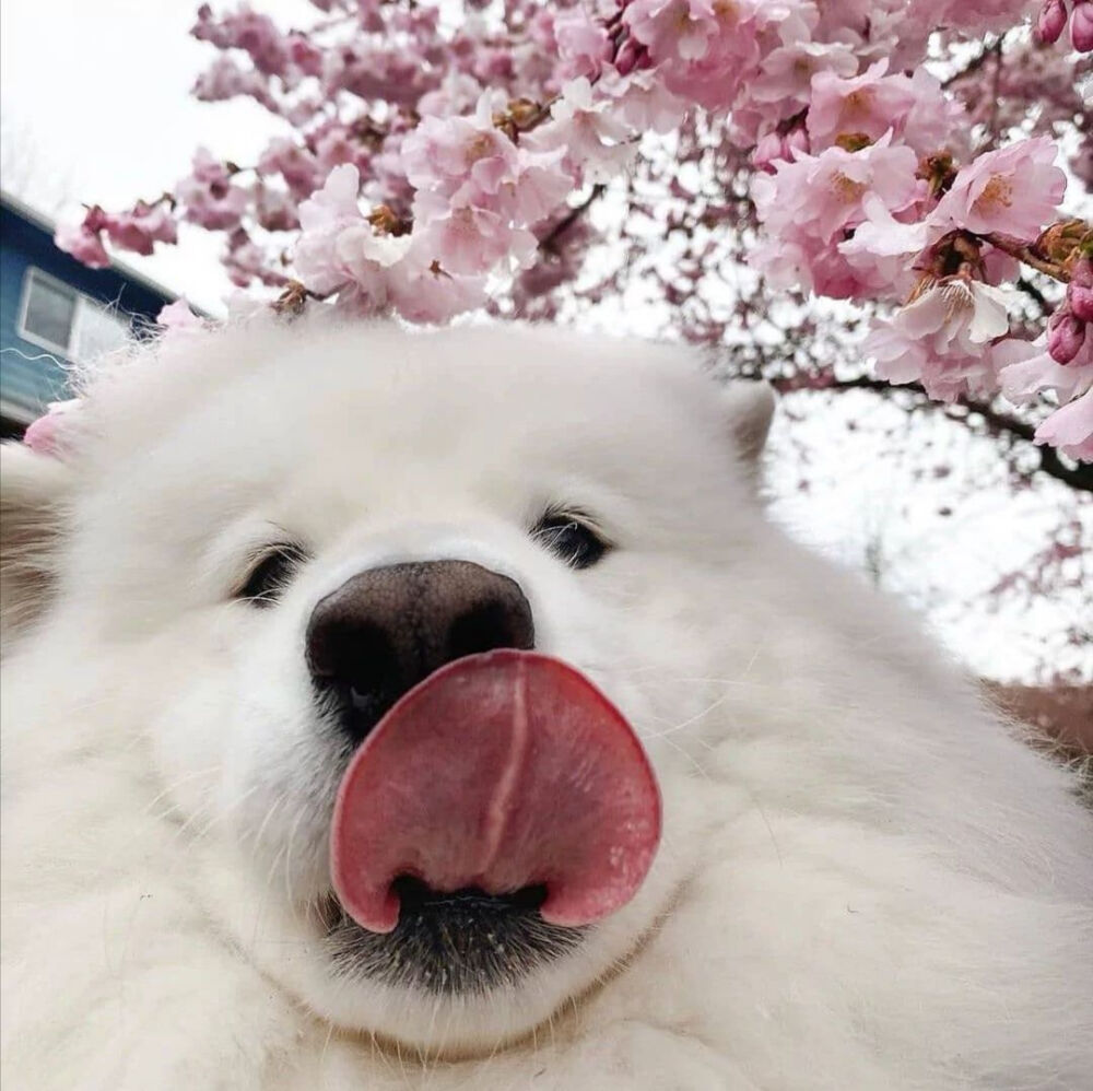 动物头像，狗狗头像