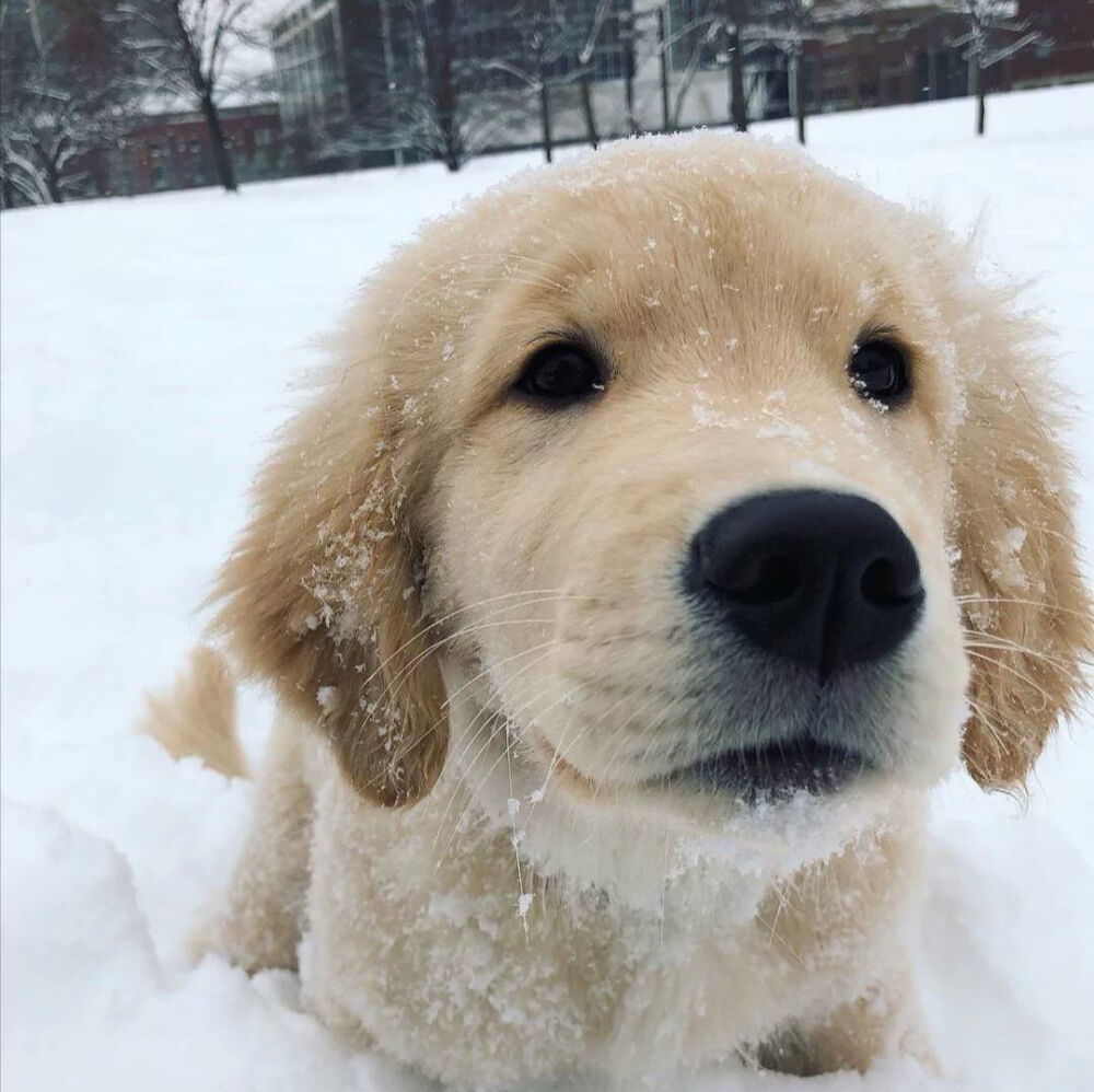 动物头像狗狗头像