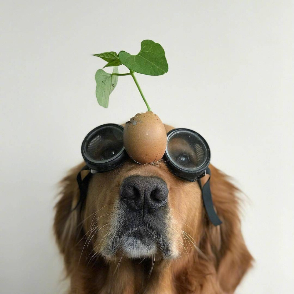 动物头像狗狗头像