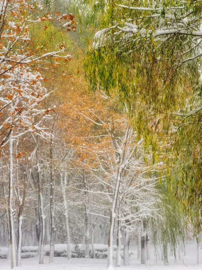 第一场雪