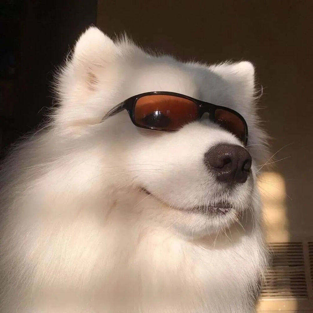 动物头像狗狗头像