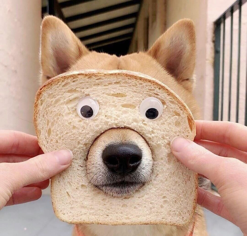 动物头像狗狗头像