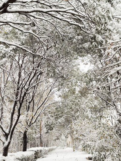 第一场雪